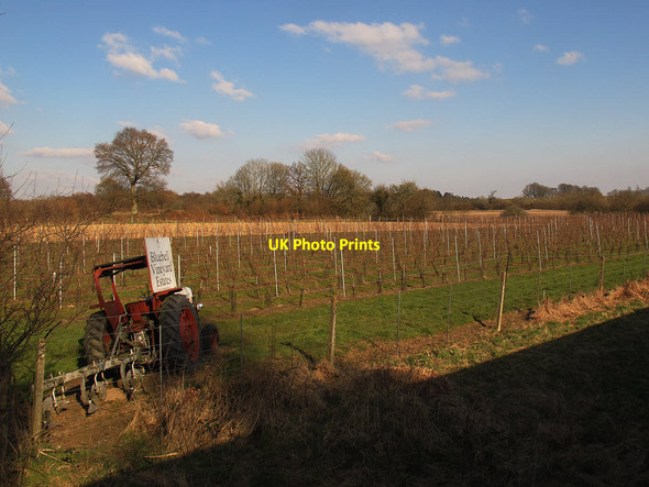Photo 6"x4" Bluebell Vineyard Sheffield Green\/TQ4124 c2013
