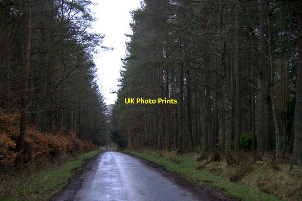 Photo 6"x4" Road through plantation at Keithick, near Coupar Angus Burrelton c2013