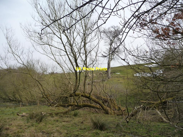 Photo 6"x4" Trees along a small stream by Burble Well Wike c2013