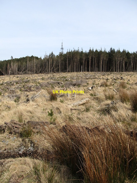 Photo 6"x4" Clear cut forest on the western slopes of Drinnahilly Newcastle\/J3732 c2013