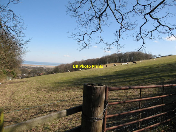 Photo 6"x4" Grazing sheep and wood near Pentre Farm Gronant\/SJ0983 c2013