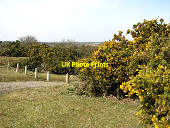 Photo 6"x4" Flowering gorse at Toby's Walks Blythburgh c2013