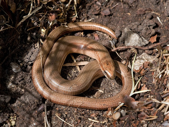 Photo 6"x4" Slow Worm  - Arnside Knott Arnside\/SD4578 c2008