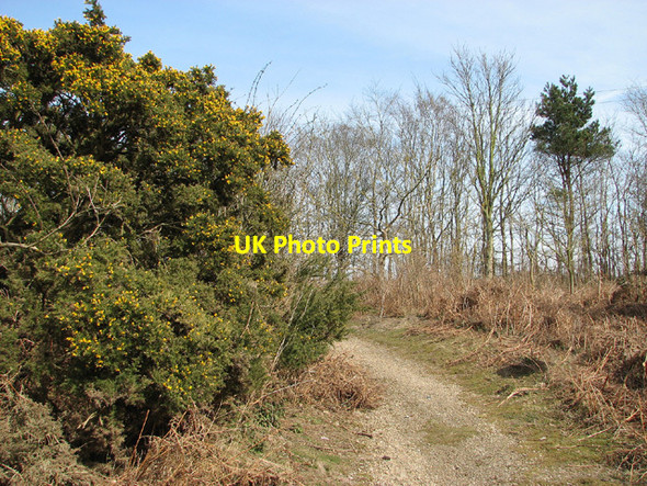 Photo 6"x4" On the edge of Toby's Walks Blythburgh c2013