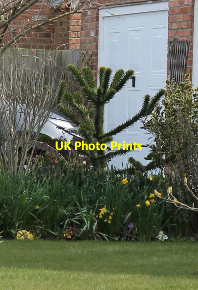 Photo 6"x4" Small Monkey Puzzle Tree, Long Sutton Long Sutton\/TF4322 c2013