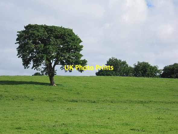 Photo 6"x4" Lone tree, Tullyskeherny Rossinver c2012