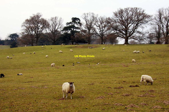 Photo 6"x4" Field of sheep in Highclere Park Whitway c2013