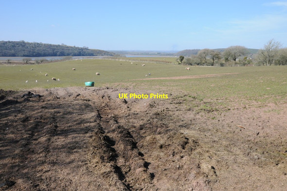 Photo 6"x4" Sheep in a field above the Taf estuary Laugharne c2013