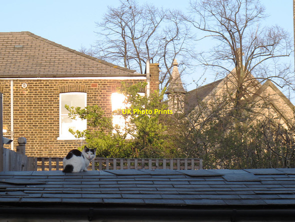 Photo 6"x4" Cat on a cold slate roof Greenwich\/TQ3977 c2013