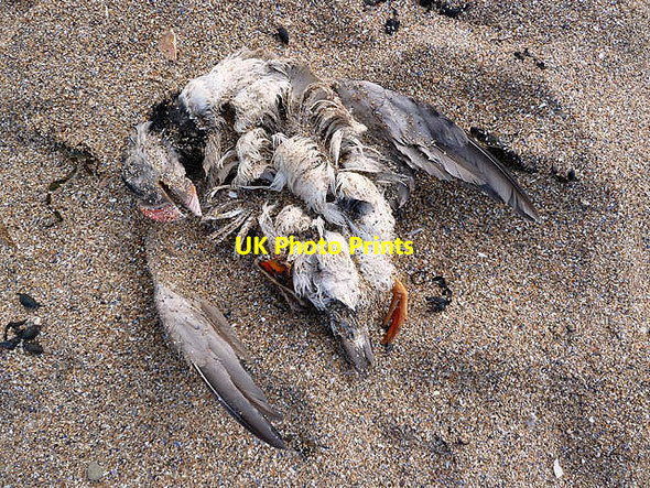 Photo 6"x4" A dead puffin at The Leithies North Berwick c2013