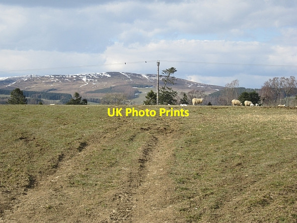 Photo 6"x4" Ewes and lambs, Middlestead Selkirk c2013