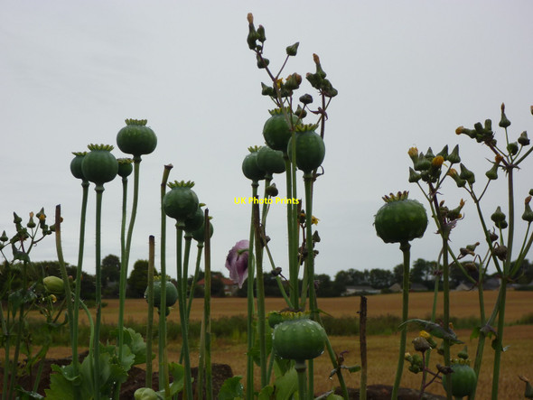 Photo 6"x4" East Lothian Landscape : Poppy-heads On The Edinburgh Road, Belhaven Dunbar c2011