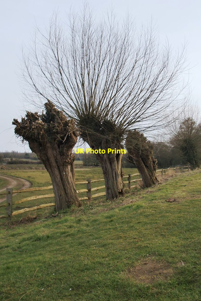 Photo 6"x4" Pollard willows at Papercourt Lock, Wey Navigation Send Marsh c2013