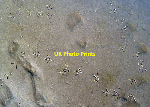 Photo 6"x4" Bird tracks on tidal mud at Glencaple Glencaple\/NX9968 c2013