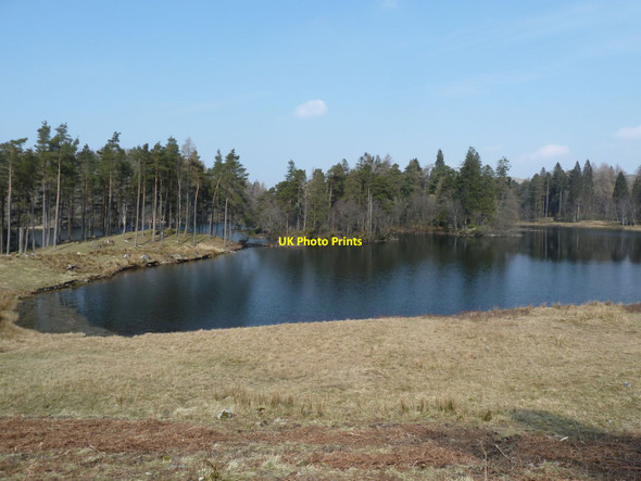 Photo 6"x4" Tarn Hows Hawkshead Hill c2013 P1