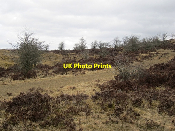 Photo 6"x4" Thorn scrub, Tarn Moor Kelleth c2013