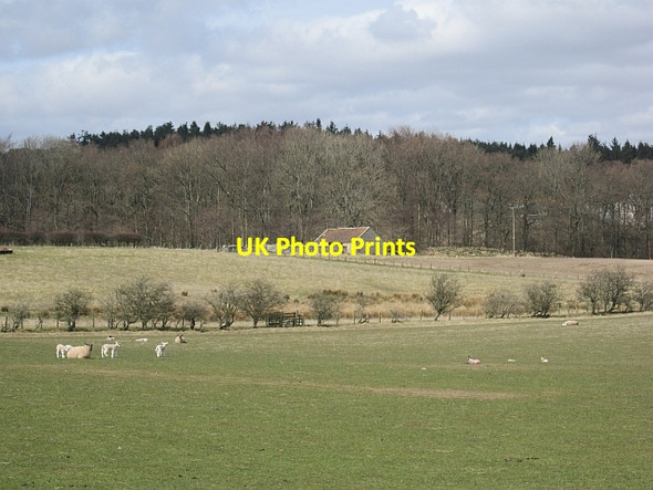 Photo 6"x4" Field, Wandon Chatton c2013