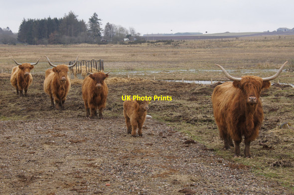Photo 6"x4" Highland cattle, Loch of Kinnordy Kirkton of Kingoldrum c2013