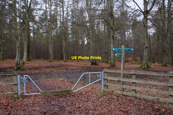Photo 6"x4" Entrance to Caddam Wood, Kirriemuir Kirriemuir c2013