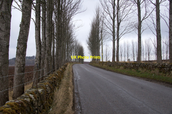 Photo 6"x4" Lombardy poplars along the road to Glasswell, Kirriemuir Kirriemuir c2013