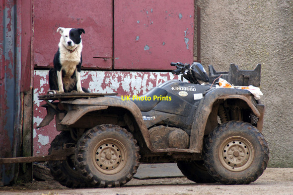 Photo 6"x4" Dog on a quad at Brough Castle Farm Brough\/NY7914 c2013