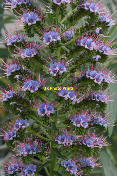 Photo 6"x4" Echium giganteum in the glasshouses in St Andrews Botanic Gardens St Andrews c2013