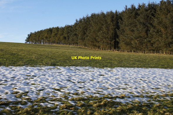 Photo 6"x4" Snow beside a shelterbelt above Blackhills, near Rattray Westfields of Rattray c2013