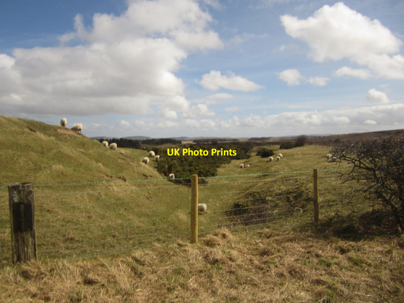 Photo 6"x4" Grazing sheep near Barmoor Ford Hill\/NT9537 c2013