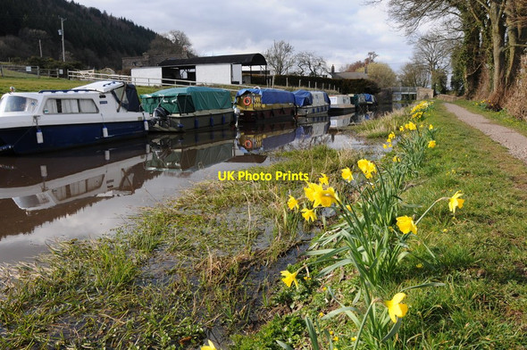 Photo 6"x4" Daffodils on the canal bank Beili-glas c2013