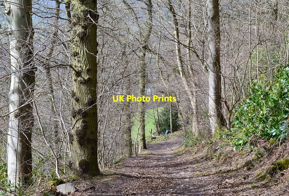Photo 6"x4" Path in Langlee Woodland Galashiels c2013 P1