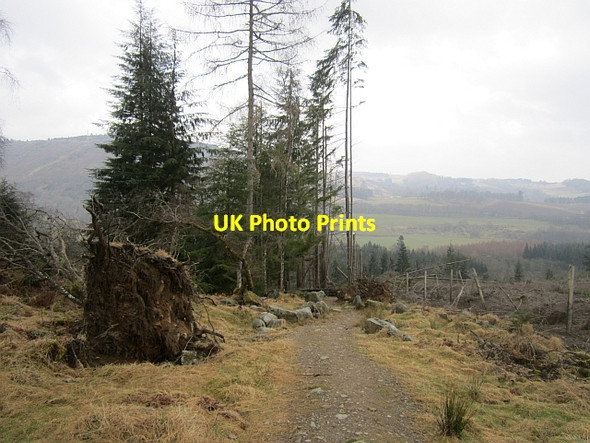 Photo 6"x4" Path, Birnam Wood Birnam c2013