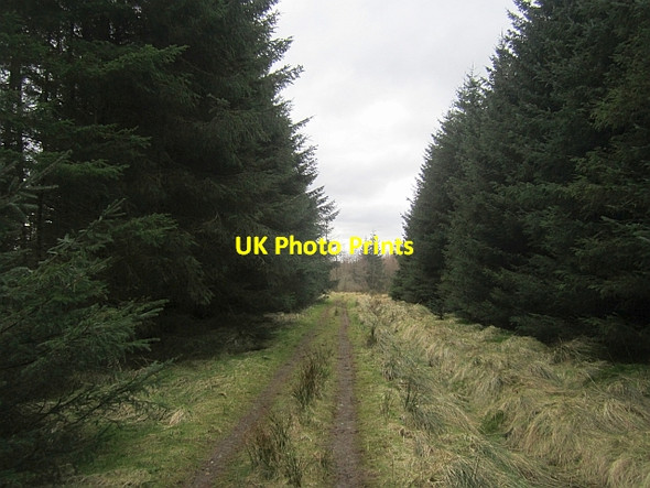 Photo 6"x4" Road to Kings-seat Cleish c2013