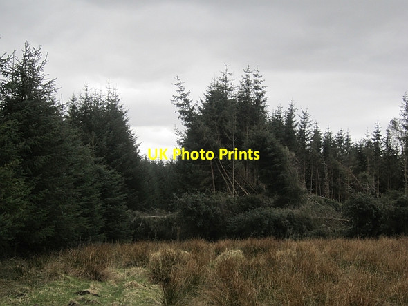 Photo 6"x4" Windthrown trees, Roscobie Muir Bowershall c2013 P1