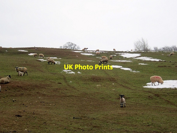 Photo 6"x4" Ewes and lambs, Tugford Tugford c2013