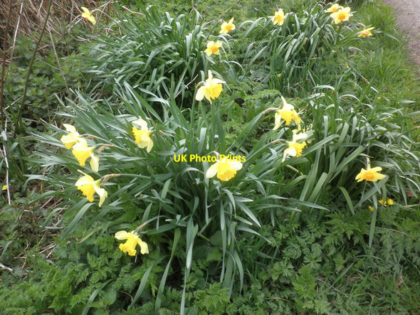 Photo 6"x4" Nice display of daffodils, on the verge, outside Marsh Farm Washfield c2013