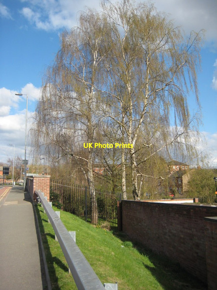 Photo 6"x4" Silver birch trees in Worcester Worcester c2013