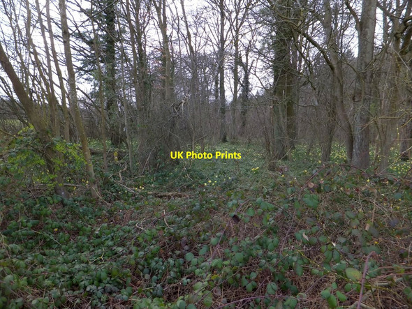 Photo 6"x4" Wild daffodils in woodland near Four Oaks Four Oaks\/SO6928 c2013