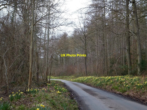 Photo 6"x4" Wild daffodils in Dymock Wood Four Oaks\/SO6928 c2013