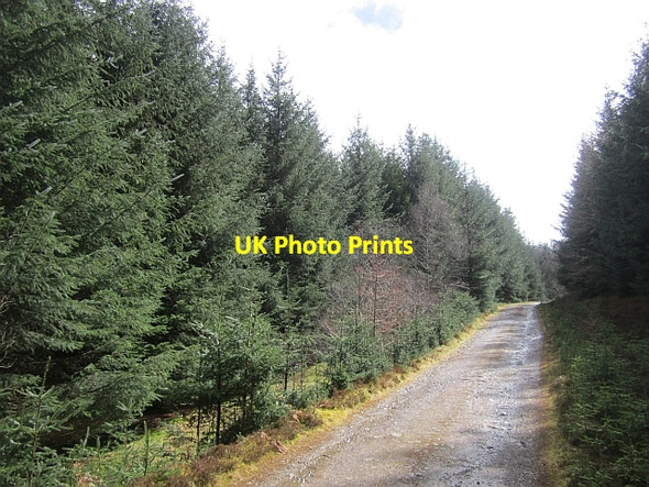 Photo 6"x4" Logging road, Newhall Rig Rigg c2013