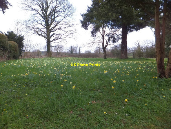Photo 6"x4" Daffodils in Kempley churchyard Dymock c2013
