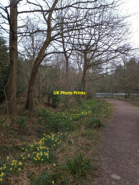 Photo 6"x4" Footpath with wild daffodils by the lake in Queen's Wood Gorsley Common c2013