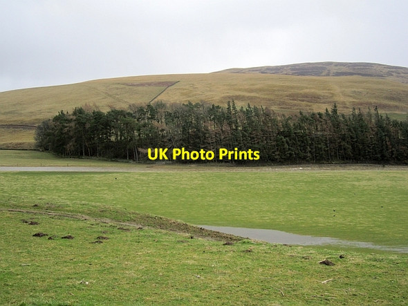 Photo 6"x4" Yarrow Water Yarrow\/NT3527 c2013