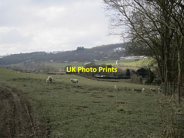 Photo 6"x4" Ewes and lambs, Whettleton Stokesay c2013