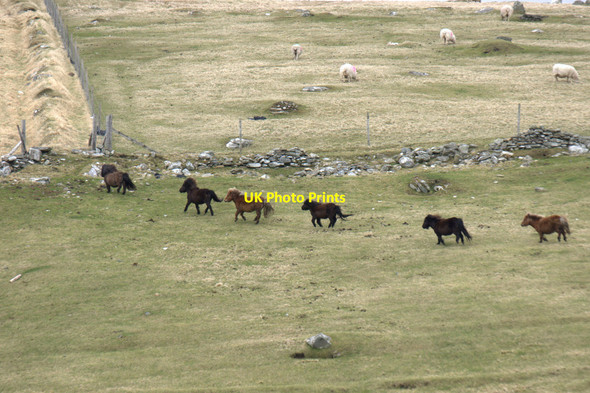 Photo 6"x4" Galloping Shetland ponies, Westing Westing\/HP5705 c2013