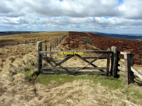 Photo 6"x4" Border fence south-west of Brownhart Law Upper Hindhope c2013