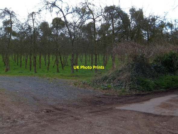 Photo 6"x4" Orchard with mistletoe at Buckcastle Hill Bridstow c2013