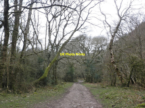 Photo 6"x4" Track through Horner Wood Horner\/SS8945 c2013