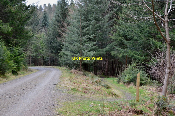 Photo 6"x4" Footpath and forest road, Glentress Glentress\/NT2839 c2013