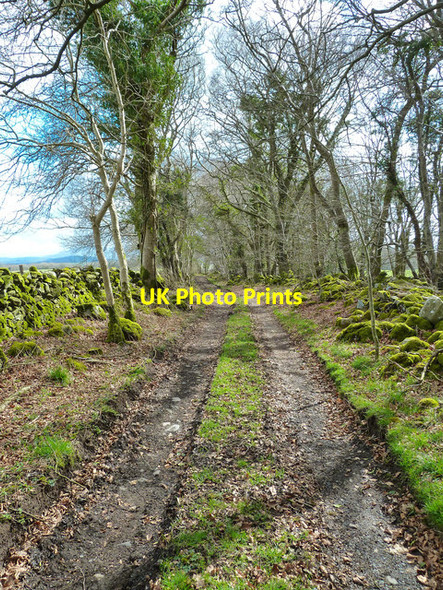 Photo 6"x4" Old Military Road Newton Stewart c2013
