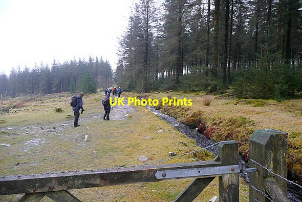 Photo 6"x4" Entering Stanlake Plantation Sheepstor c2013